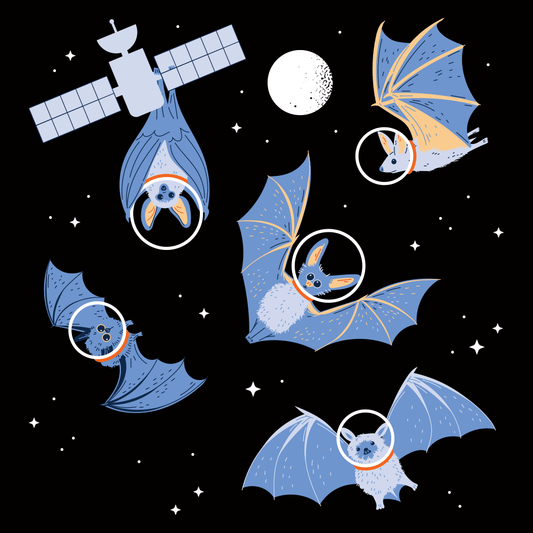 Bats In Space