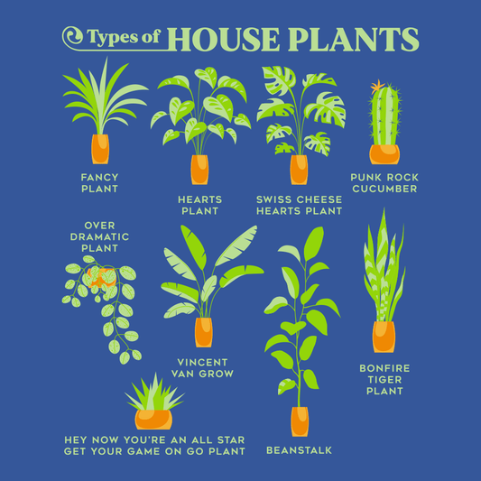 Types Of House Plants